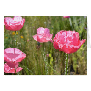 Rosa Island Poppies Hälsningskort