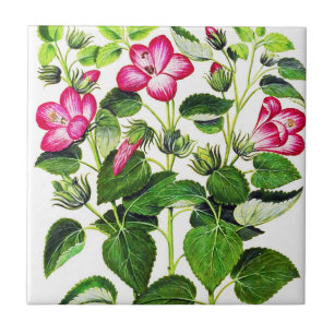 Rosa italienska Hibiscus-blommor, vintage-tryck Kakelplatta