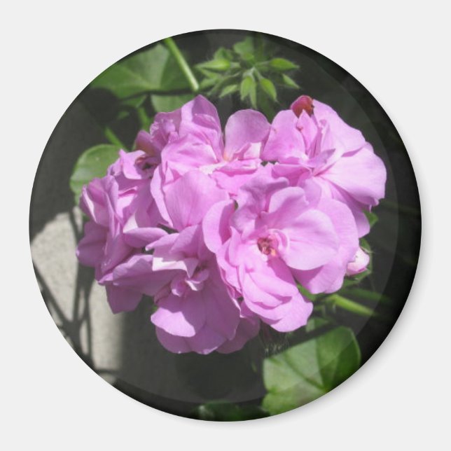 Rosa Ivy Geranium Magnet (Framsidan)