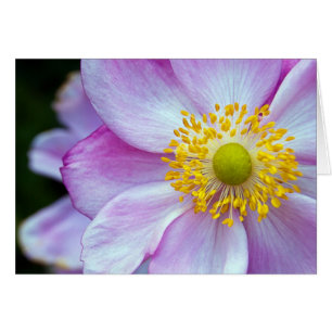 Rosa "Japansk anemon" Hälsningskort