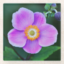 Rosa japansk anemonBlommigt