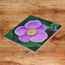 Rosa japansk anemonBlommigt