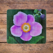 Rosa Japansk emone-Blommigt