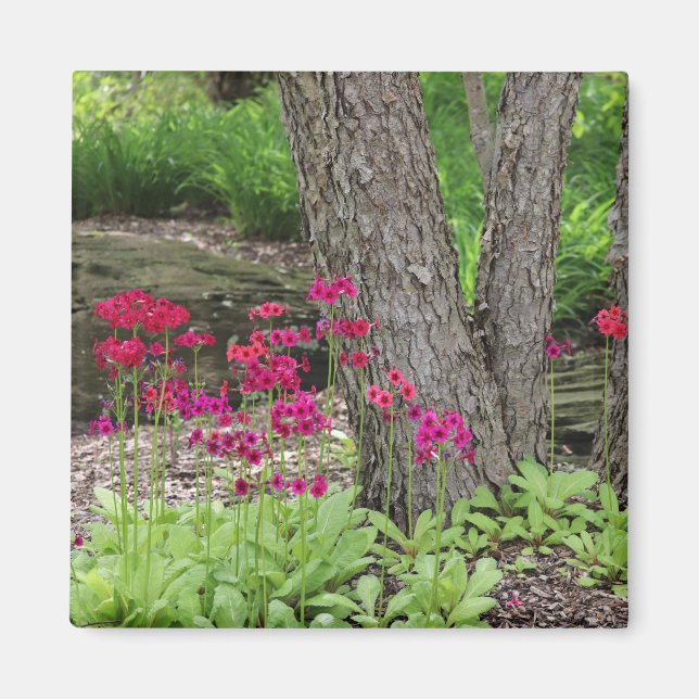 Rosa Japansk Primrose-Blommigt Magnet (Framsidan)