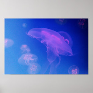 Rosa jellyfish in blue vatten poster