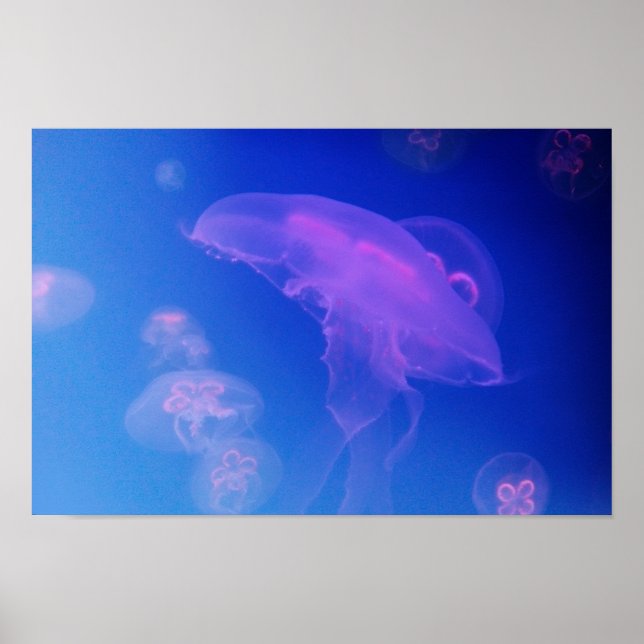 Rosa jellyfish in blue vatten poster (Framsidan)