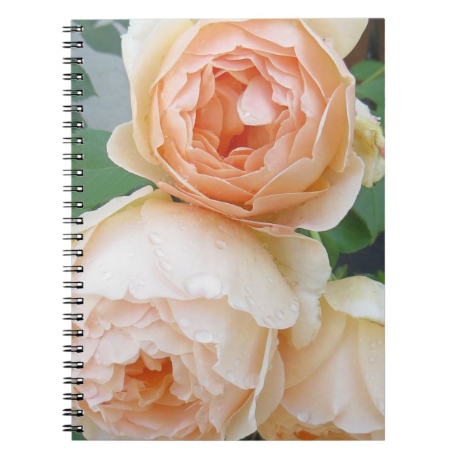 Rosa "Jude the Obscure" Anteckningsbok (Framsidan)