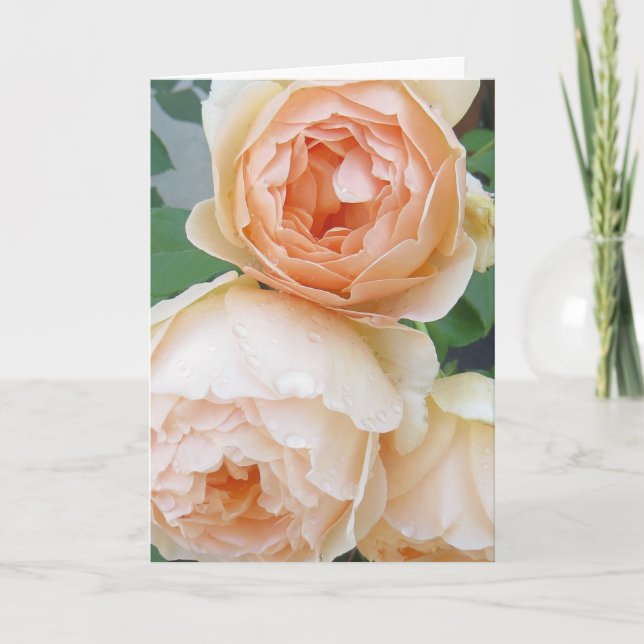 Rosa 'Jude the obscure' blankt kort (Framsida)