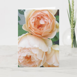 Rosa 'Jude the obscure' blankt kort