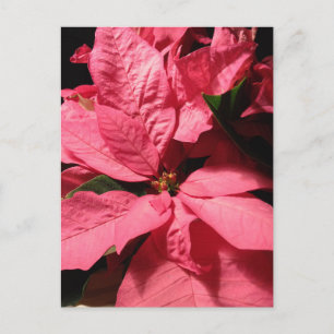 Rosa julstjärnajulblommor helg vykort