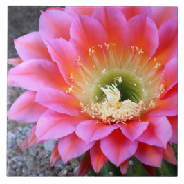 Rosa Kakelplatta