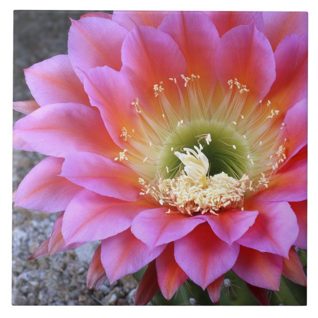 Rosa Kakelplatta (Framsidan)