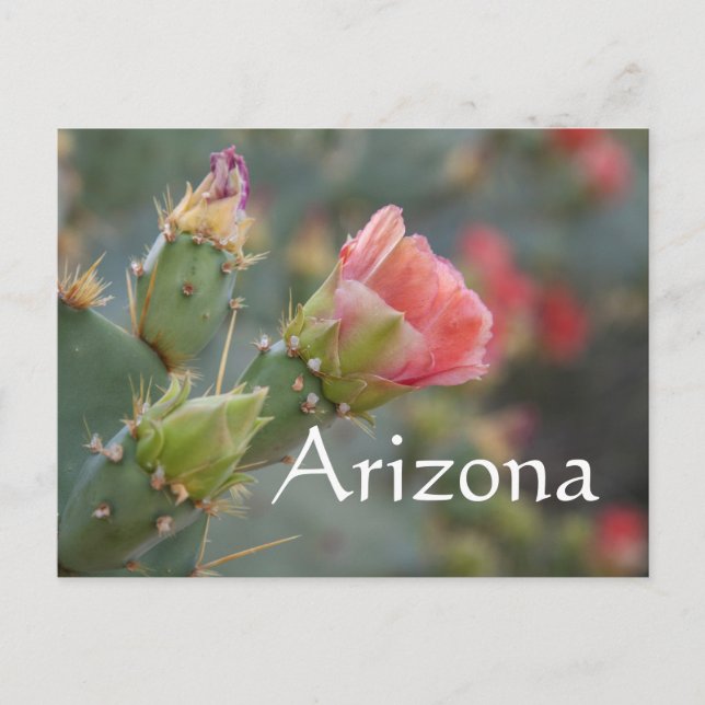 Rosa kaktusblomma börjar blomma, Arizona Vykort (Framsida)
