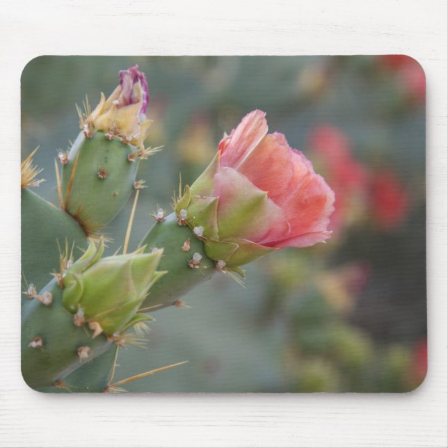Rosa kaktusblomma som börjar blomma musmatta (Framsidan)
