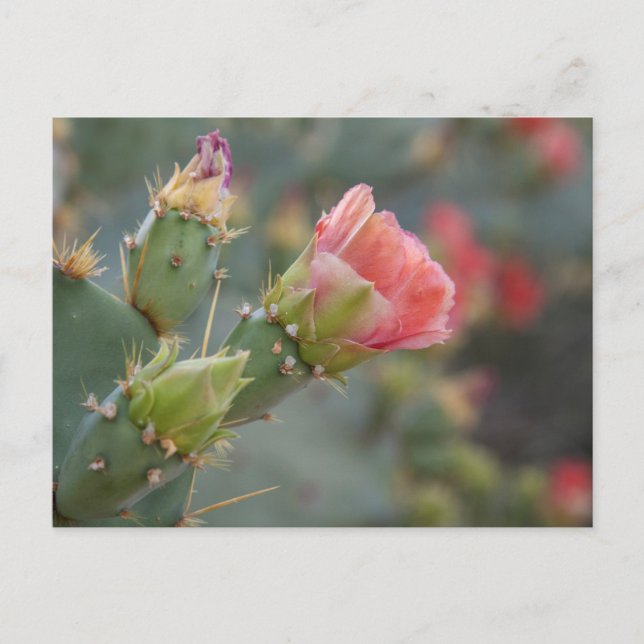 Rosa kaktusblomma som börjar blomma vykort (Framsida)