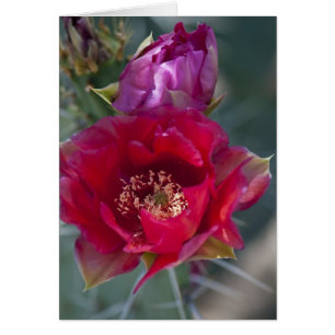 Rosa kaktusblommar OBS kort