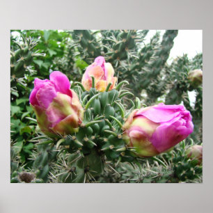 Rosa kaktustryck poster