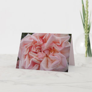 Rosa Kål Ro Rosor Pastel Flower Kort