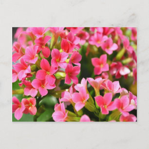 Rosa Kalanchoes Vykort