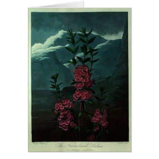 Rosa Kalmia Hälsningskort