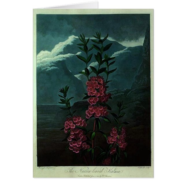Rosa Kalmia Hälsningskort (Framsidan)