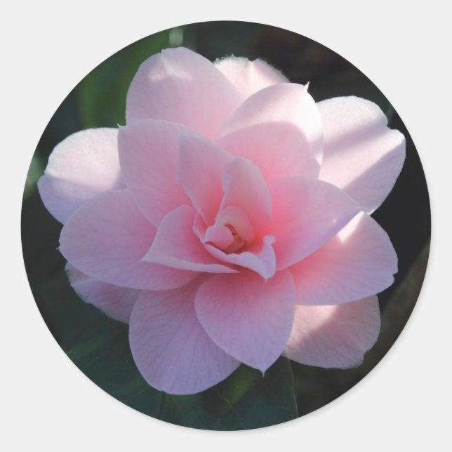 Rosa Kamelia Runt Klistermärke (Framsida)