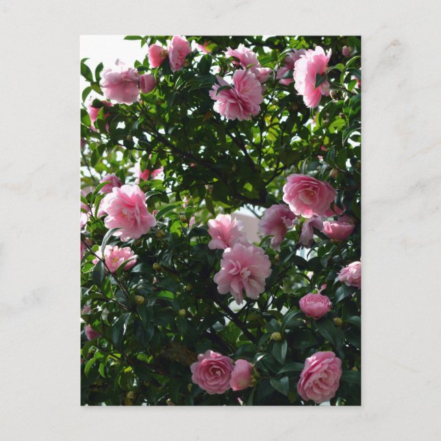 Rosa Kamelior: Tokyo, Japan Vykort (Framsida)
