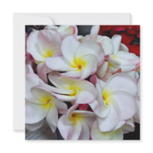 Rosa‑kantade Plumeria‑blommor – Tropiskt blomsterd