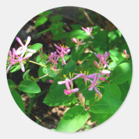 Rosa Kaprifol Trädgårdsblommor