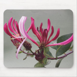 Rosa kaprifolblomma Mousepad Musmatta