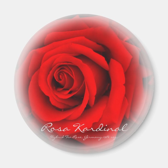 Rosa Kardinal Magnet (Framsidan)