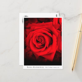 Rosa Kardinal Vykort