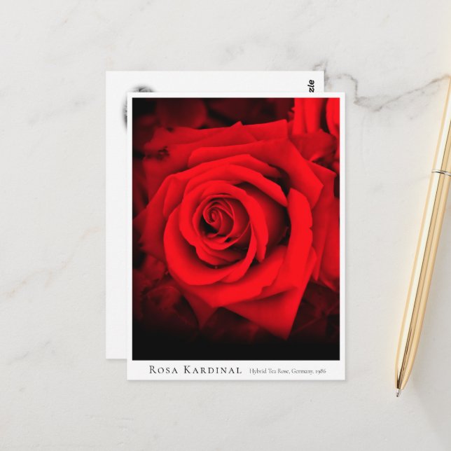 Rosa Kardinal Vykort (Fram/Back In Situ)