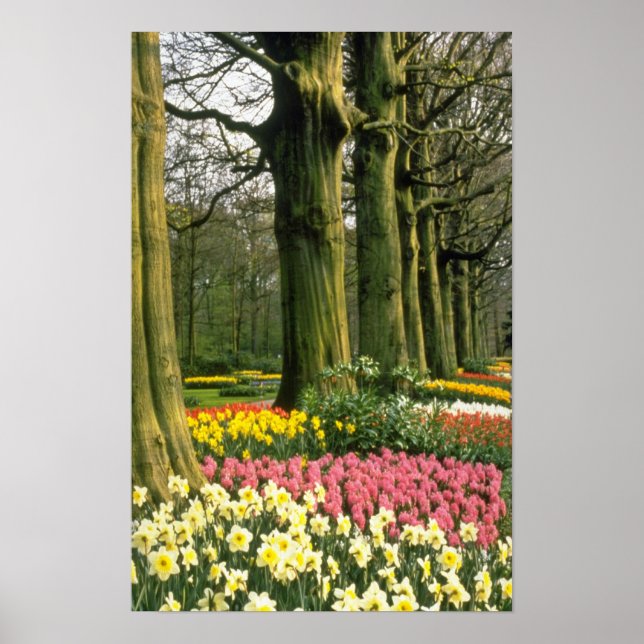 Rosa Keukenhof Gardens, Holland-blommor Poster (Framsidan)