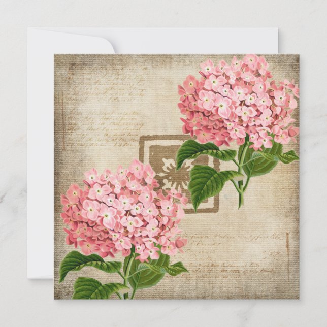 Rosa klasar av hortensia Platt välkomstkort (Framsida)