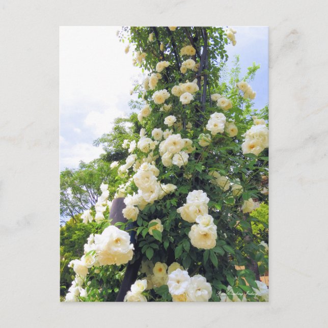 Rosa klättning Iceberg:vykort Vykort (Framsida)