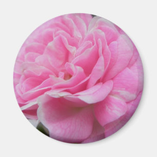 Rosa Klimatförändring i Ro Magnet