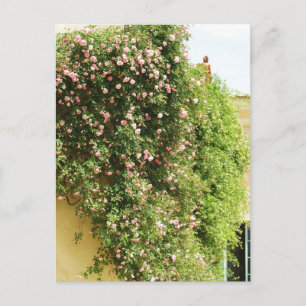 ROSA Klimatning RO Vykort