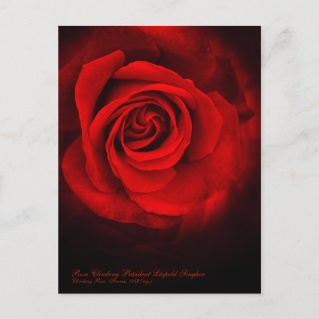 Rosa Kliving Président Léopold Senghor Vykort (Framsida)