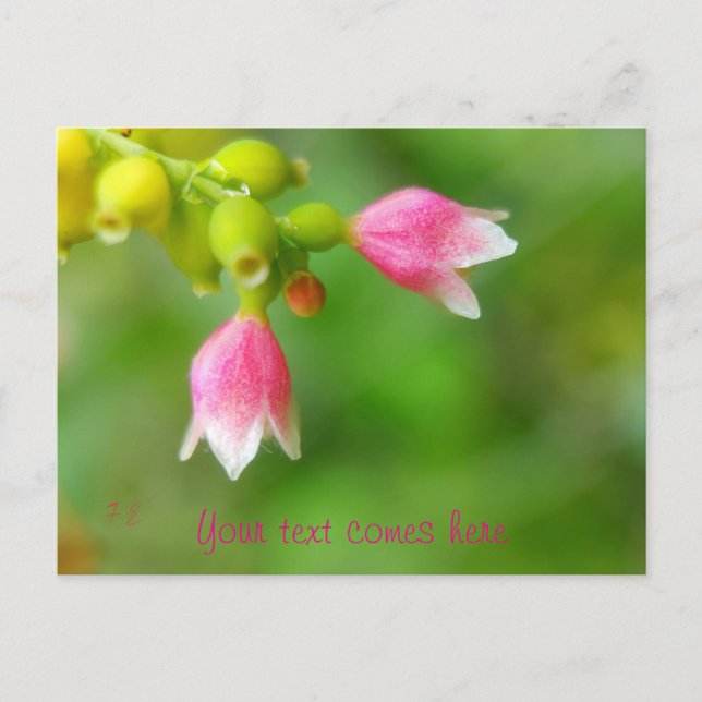 rosa klockor helg vykort (Framsida)