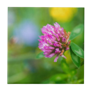 Rosa klöver blomma kakelplatta