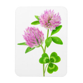 Rosa klöver magnet