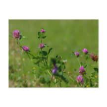 Rosa klöver på gröntens ängsmark.