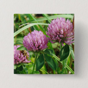 Rosa Klöver Wildblomma - Trifolium pratense Knapp