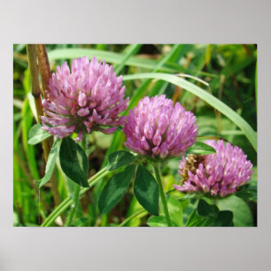 Rosa Klöver Wildblomma - Trifolium pratense Poster
