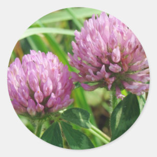 Rosa Klöver Wildblomma - Trifolium pratense Runt Klistermärke