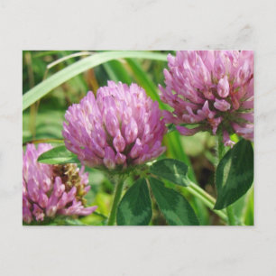 Rosa Klöver Wildblomma - Trifolium pratense Vykort