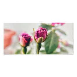 Rosa-knapp ro i nära anslutning fototryck