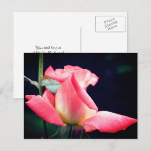 Rosa Knopp Glädje Blomma Fotografi Vykort