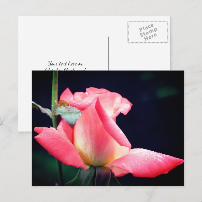 Rosa Knopp Glädje Blomma Fotografi  Vykort (Fram/baksida)